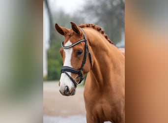 Hanoverian, Gelding, 6 years, 16,1 hh, Chestnut-Red