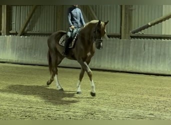 Hanoverian, Gelding, 6 years, 16.1 hh, Chestnut-Red