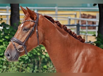 Hanoverian, Gelding, 6 years, 16.1 hh, Chestnut-Red