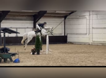 Hanoverian, Gelding, 6 years, 16,1 hh, Gray