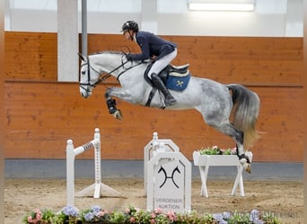 Hanoverian, Gelding, 6 years, 16,1 hh, Gray