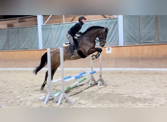 Hanoverian, Gelding, 6 years, 16.1 hh, Smoky-Black