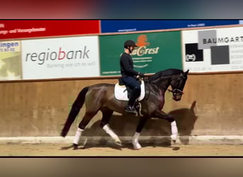 Hanoverian, Gelding, 6 years, 16.1 hh, Smoky-Black