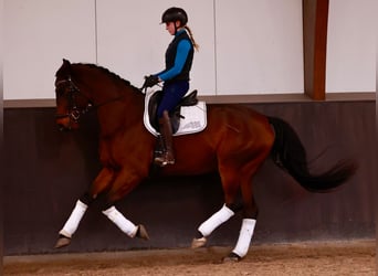 Hanoverian, Gelding, 6 years, 16,2 hh, Bay-Dark