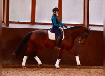 Hanoverian, Gelding, 6 years, 16,2 hh, Bay-Dark