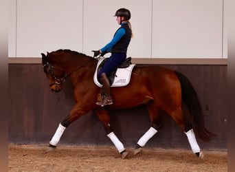 Hanoverian, Gelding, 6 years, 16,2 hh, Bay-Dark