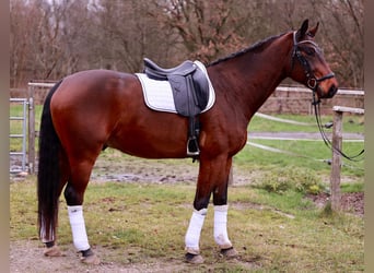 Hanoverian, Gelding, 6 years, 16,2 hh, Bay-Dark