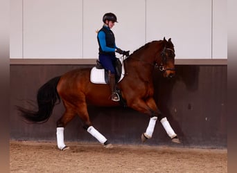 Hanoverian, Gelding, 6 years, 16,2 hh, Bay-Dark