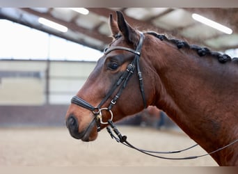 Hanoverian, Gelding, 6 years, 16,2 hh, Bay-Dark