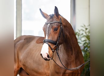 Hanoverian, Gelding, 6 years, 16,2 hh, Bay-Dark