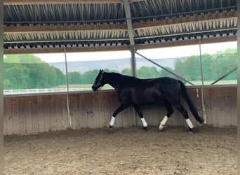 Hanoverian, Gelding, 6 years, 16.2 hh, Black
