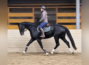 Hanoverian, Gelding, 6 years, 16.2 hh, Black