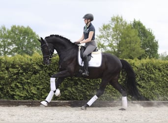 Hanoverian, Gelding, 6 years, 16.2 hh, Black