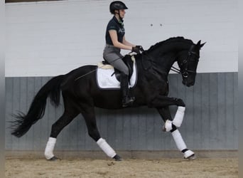 Hanoverian, Gelding, 6 years, 16.2 hh, Black
