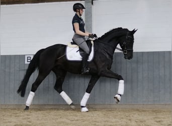 Hanoverian, Gelding, 6 years, 16.2 hh, Black