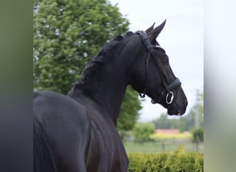 Hanoverian, Gelding, 6 years, 16.2 hh, Black