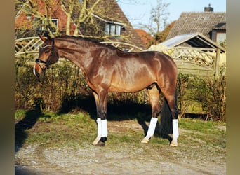 Hanoverian, Gelding, 6 years, 16.2 hh, Brown