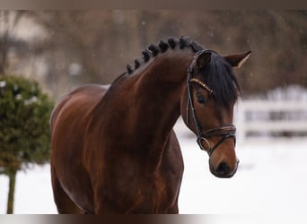 Hanoverian, Gelding, 6 years, 16.2 hh, Brown