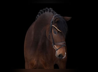 Hanoverian, Gelding, 6 years, 16.2 hh, Brown