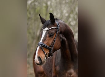Hanoverian, Gelding, 6 years, 16.2 hh, Brown