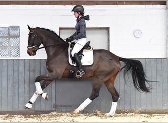 Hanoverian, Gelding, 6 years, 16.2 hh, Brown