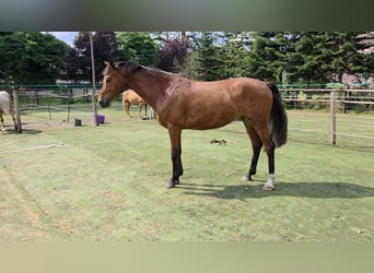Hanoverian, Gelding, 6 years, 16.2 hh, Brown