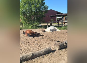 Hanoverian, Gelding, 6 years, 16.2 hh, Brown