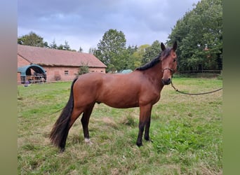 Hanoverian, Gelding, 6 years, 16.2 hh, Brown