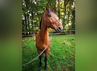Hanoverian, Gelding, 6 years, 16.2 hh, Brown