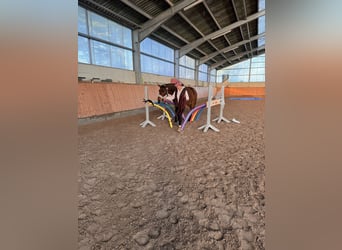 Hanoverian, Gelding, 6 years, 16.2 hh, Brown