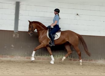 Hanoverian, Gelding, 6 years, 16.2 hh, Chestnut