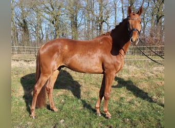Hanoverian, Gelding, 6 years, 16.2 hh, Chestnut-Red