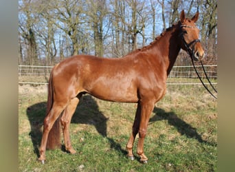 Hanoverian, Gelding, 6 years, 16.2 hh, Chestnut-Red