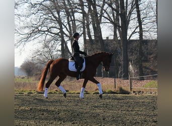 Hanoverian, Gelding, 6 years, 16.2 hh, Chestnut-Red