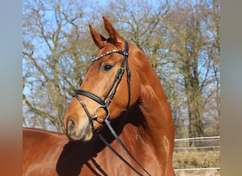 Hanoverian, Gelding, 6 years, 16.2 hh, Chestnut-Red