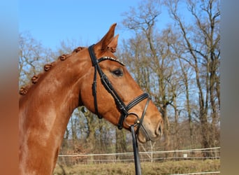 Hanoverian, Gelding, 6 years, 16.2 hh, Chestnut-Red