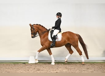 Hanoverian, Gelding, 6 years, 16.2 hh, Chestnut-Red