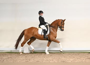 Hanoverian, Gelding, 6 years, 16.2 hh, Chestnut-Red