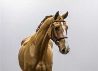 Hanoverian, Gelding, 6 years, 16,2 hh, Chestnut-Red