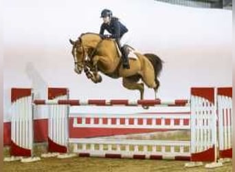 Hanoverian, Gelding, 6 years, 16,2 hh, Chestnut-Red