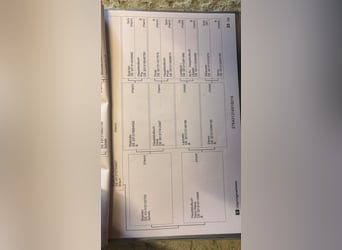 Hanoverian, Gelding, 6 years, 16.2 hh, Chestnut