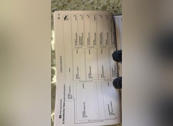 Hanoverian, Gelding, 6 years, 16.2 hh, Chestnut