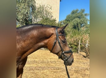 Hanoverian, Gelding, 6 years, 16.2 hh, Chestnut