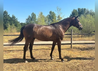 Hanoverian, Gelding, 6 years, 16.2 hh, Chestnut