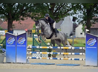 Hanoverian, Gelding, 6 years, 16,2 hh, Gray-Dapple