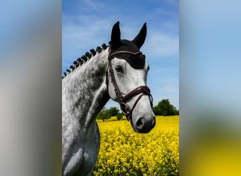 Hanoverian, Gelding, 6 years, 16.2 hh, Grey-Dapple