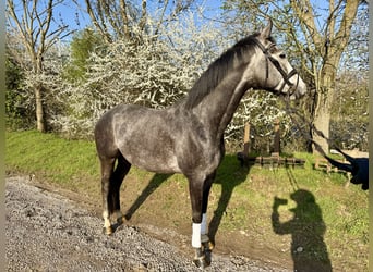 Hanoverian, Gelding, 6 years, 16.2 hh, Grey