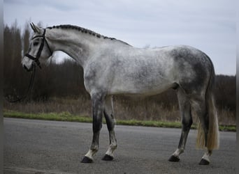 Hanoverian, Gelding, 6 years, 16.2 hh, Grey