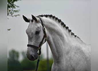 Hanoverian, Gelding, 6 years, 16.2 hh, Grey