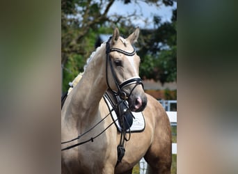 Hanoverian, Gelding, 6 years, 16.2 hh, Palomino